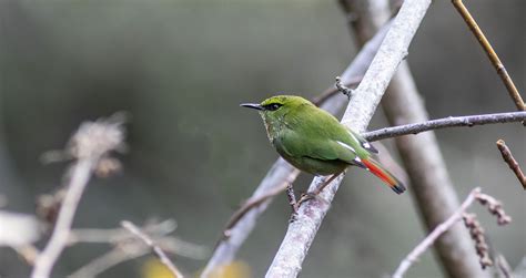 Birds Of Bhutan Photo Gallery Of Birds Of Bhutan