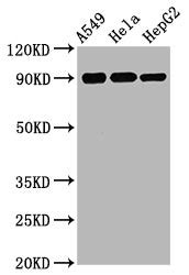 Recombinant Antibody Development& Production - Cusabio