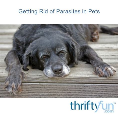 Getting Rid of Parasites in Pets | ThriftyFun