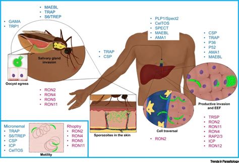 Secretory Organelle Function In The Plasmodium Sporozoite Trends In