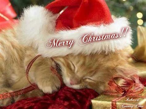 Merry Christmas Kitty ღ Christmas Kitten Christmas Animals Merry