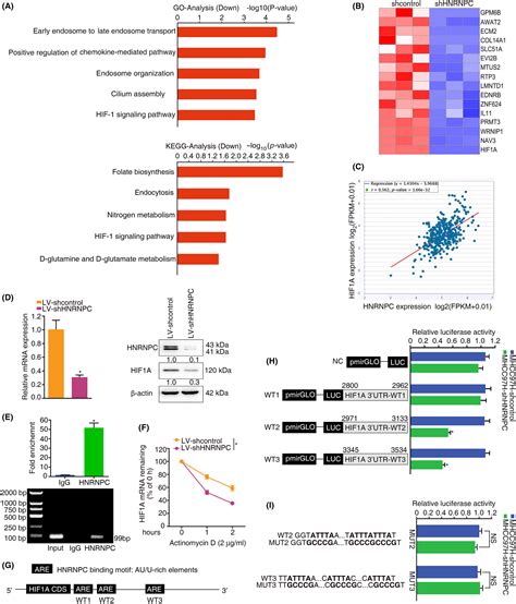 HNRNPC Downregulation Inhibits IL6 STAT3mediated HCC Metastasis By