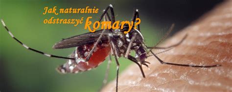 Aromatyczne i naturalne sposoby na komary BetterLand Największa