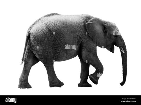 Black And White Portrait Of An African Elephant On A White Background