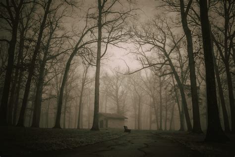 haunted forest pictures   images  unsplash