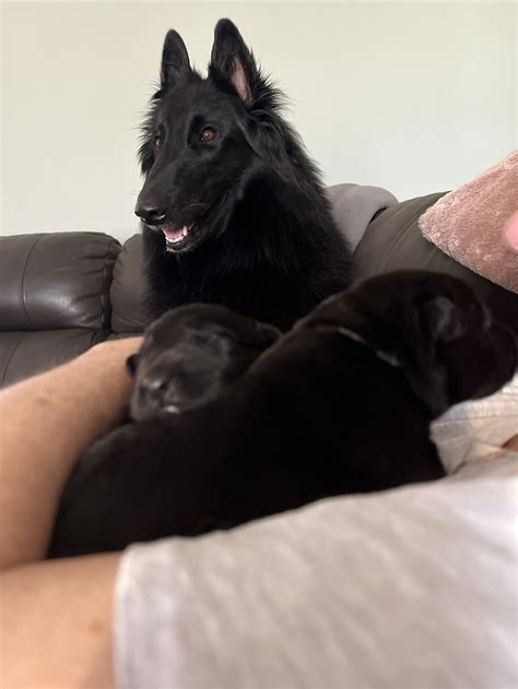 Belgian Shepherd Breeder, Belgian Shepherds, Belgian Breeders