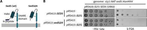 Golgi SM Protein Sly1 Promotes Productive Trans SNARE Complex Assembly