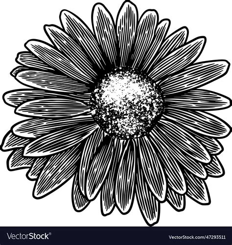 Hand drawn flower botanical drawing of chamomile Vector Image