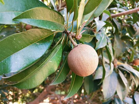 Manilkara Zapota Chico Sapota Sapodilla Fruit On Tree Food Sapoche