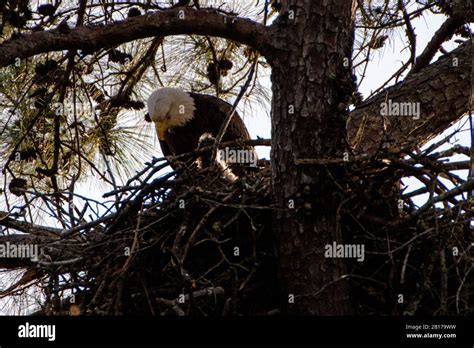 Baby eagle nest hi-res stock photography and images - Alamy