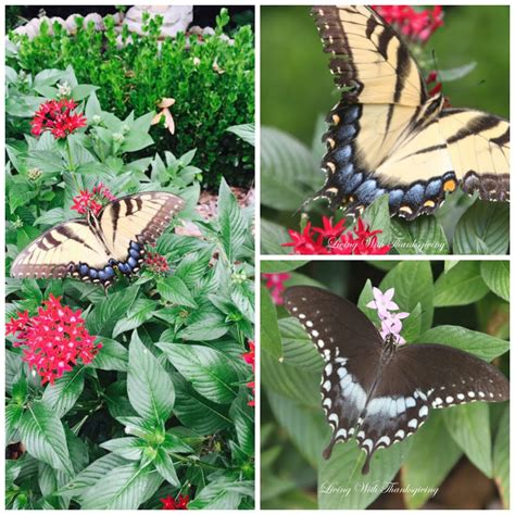 Butterflies in the Garden - Living With Thanksgiving