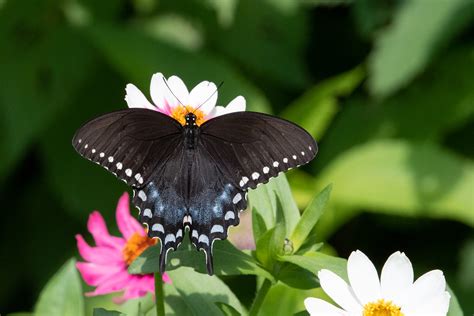 Spicebush Swallowtail Butterfly Lowell Mi Vaughn Morrison Flickr