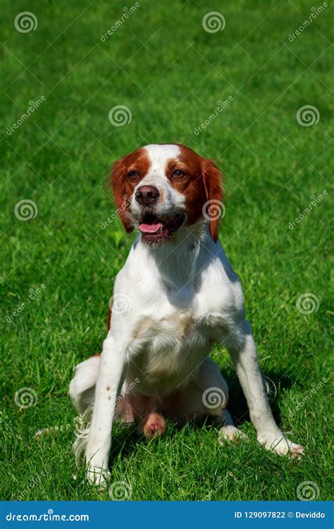 The Dog Breed Breton Spaniel Stock Photo - Image of fluffy, happy: 129097822