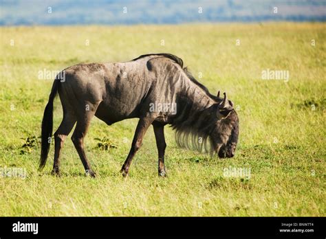 Wildebeest in the Masai Mara Kenya Stock Photo - Alamy