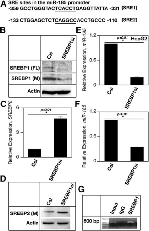 Srebp C Downregulates Srebp Via Mir Upregulation A Putative