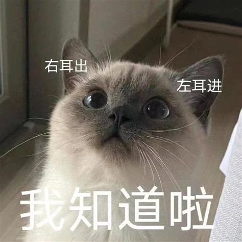 表情包 知乎