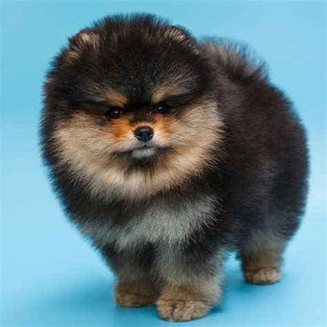 pomerania negro Bichón Maltés Lovers