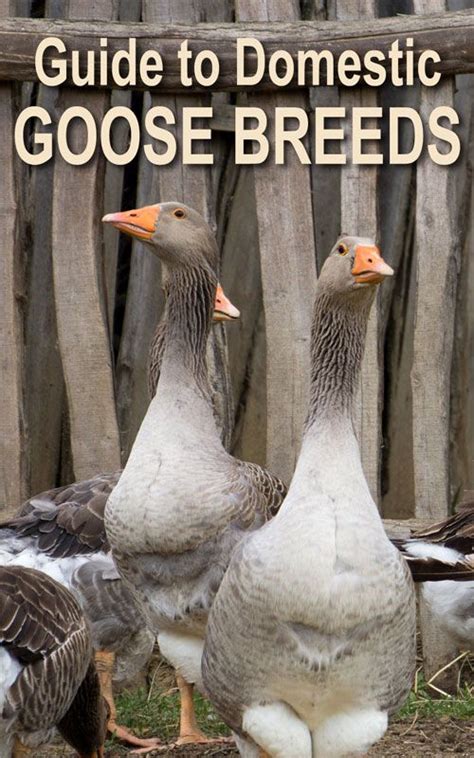 Guide to domestic goose breeds – Artofit