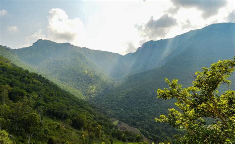 Bandipur National Park-The Best for the National Bird and Animal of ...