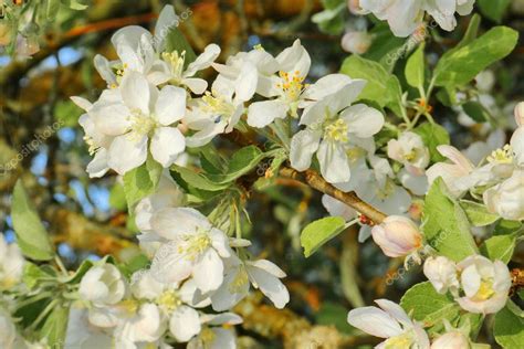 Los Manzanos Han Florecido En Los Jardines Del Oeste De Ucrania