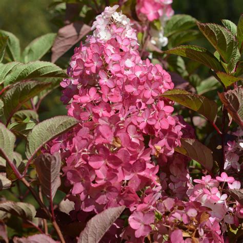 Syyshortensia Fraise Melba At L Viherkauppa