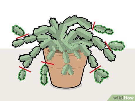 How to Prune a Christmas Cactus: 12 Steps (with Pictures)