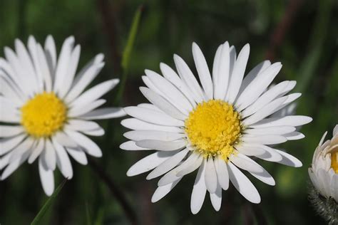 Stokrotka Pospolita Bellis Perennis L Dzicy Zapylacze