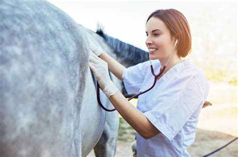 Vet Tech Vs Vet Assistant Everything You Need To Know