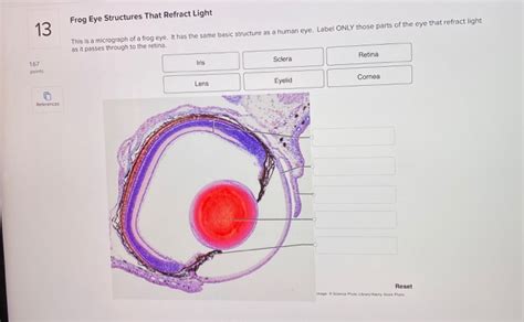 Solved Frog Eye Structures That Refract Light This is a | Chegg.com