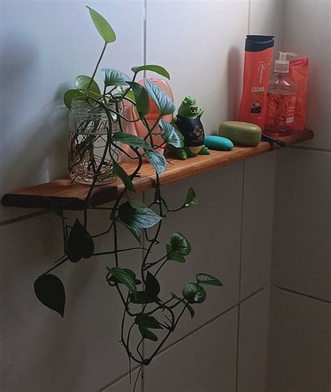 Planta Na Gua Em Decora O Do Banheiro Id Ias De Decora O