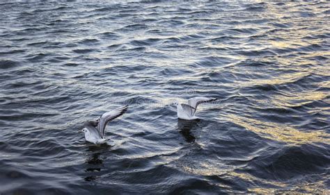 Two Seagulls Float On The Waves In The Water Ready To Take Off Stock