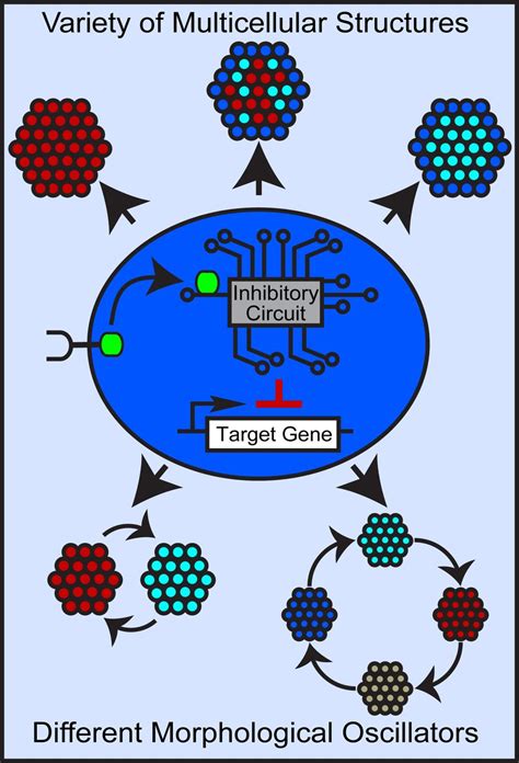 Design And Mathematical Analysis Of Synthetic Inhibitory Circuits That Program Self Organizing