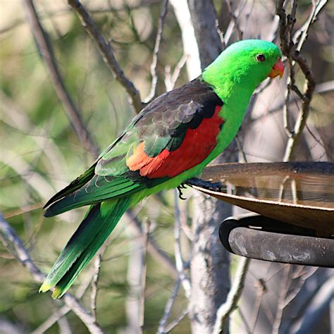 Red Winged Parrot Aprosmictus Erythropterus