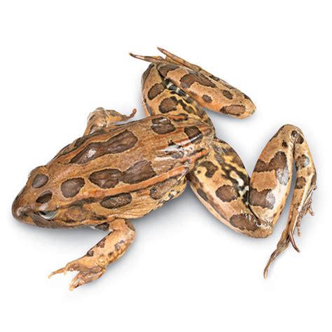 Frog Rana 8-10 cm (Preserved Specimens) - Eduscience