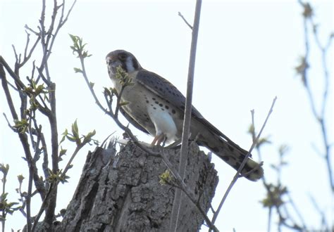 American Kestrel Ewa Guide To The Birds Of The Fells Massachusetts