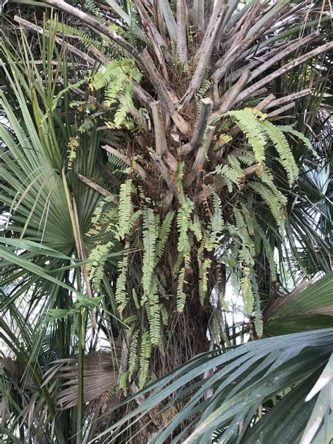 Southern Sword Fern From Myakka State Forest North Port Fl Us On