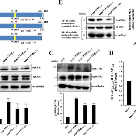 Map Activates A MAPK Signaling Cascade Upstream Of ERK HeLa Cells Were