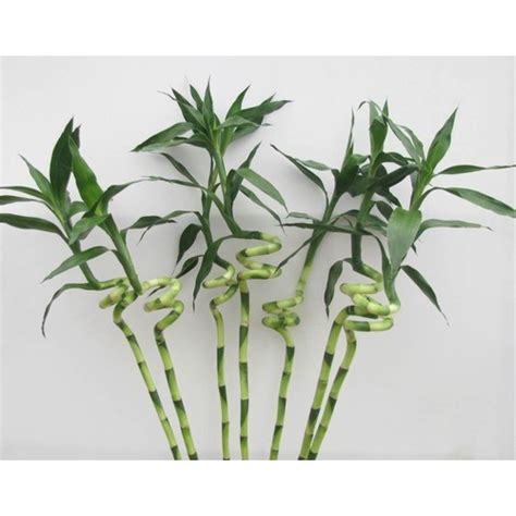 Spiral Lucky Bamboo Stick Plant At Rs 170 Azadpur New Delhi Id