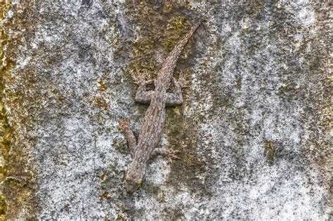 Lizards Geckos Iguanas Reptiles Nature On Stone Rock Branch Thailand