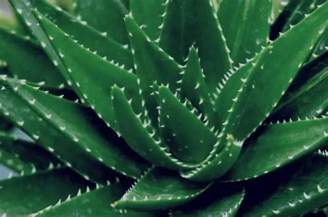 Causes Of Dark Green Aloe And Possible Remedies Gardening Dream