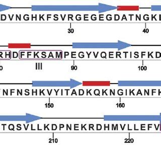 The Primary Structure And Secondary Structure Map Of Gfp