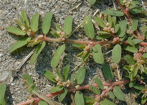 Prostrate Spurge (Chamaesyce maculata)