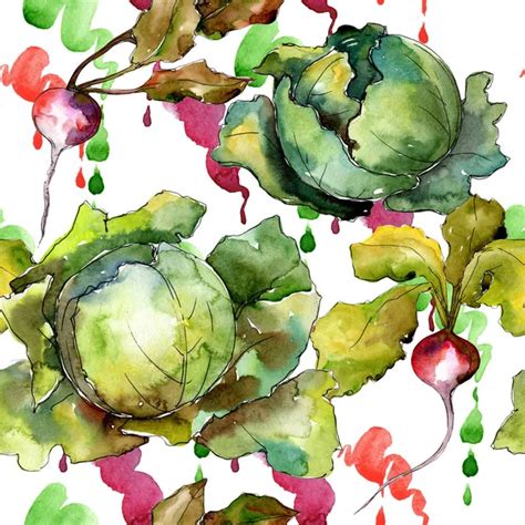 Green Cabbage Vegetables In A Watercolor Style Isolated Stock