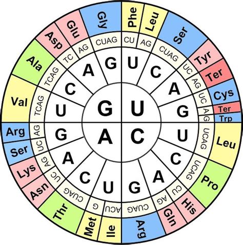 Understanding Genetic Code Decoding Dna Play