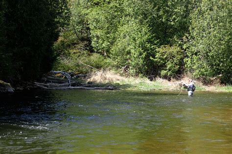 Credit River Caffeinated Fly FisherCaffeinated Fly Fisher