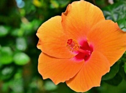 11 Orange Hibiscus Varieties to Brighten Your Garden