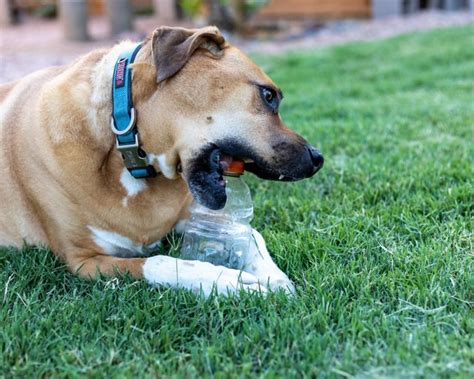 Enriquecimento ambiental o que é e sua importância para os pets