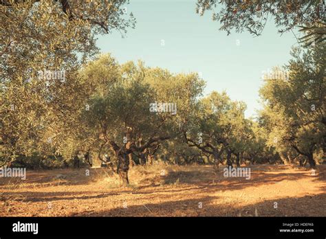 Olive Trees In Morning Sunlight Traditional Greek Garden Zakynthos