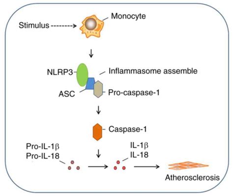 Nlrp Inflammasome Expression In Peripheral Blood Monocytes Of Coronary