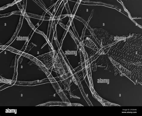 Cellulose Fibers Of Toilet Paper Under The Microscope Horizontal Filed